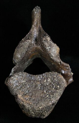 Woolly Rhinoceros Vertebra Bone - Late Pleistocene #3448